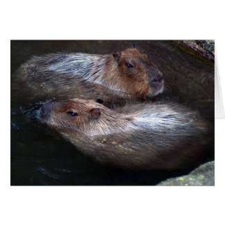 Capybaras i vatten hälsningskort