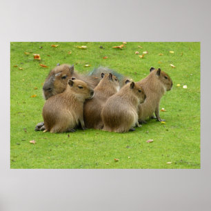 Capybaras Poster