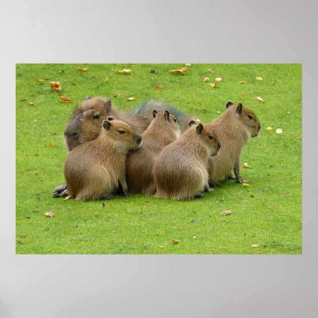 Capybaras Poster (Framsidan)