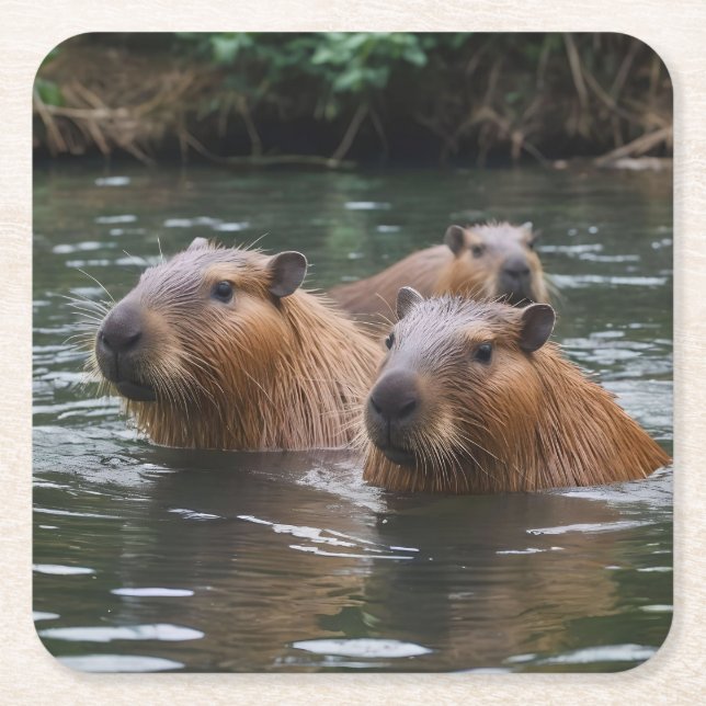Capybaras' Swimming In The River,  Underlägg Papper Kvadrat (Framsidan)