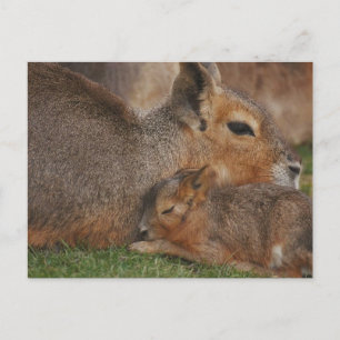 Capybaras Vykort