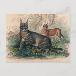 Caracal av Joseph Varg Vykort