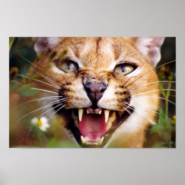 Caracal Hissing Poster (Framsidan)