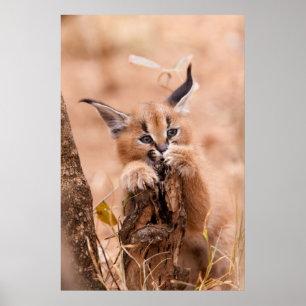 Caracal kattunge poster