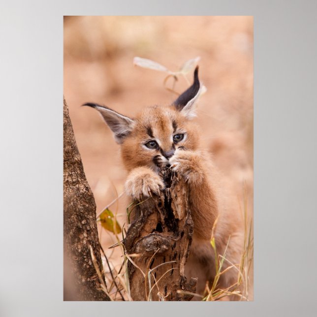 Caracal Kitten Poster (Framsidan)