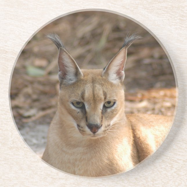 Caracal lodjurkustfartyg underlägg (Framsidan)
