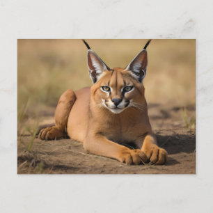 Caracal på savanna vykort