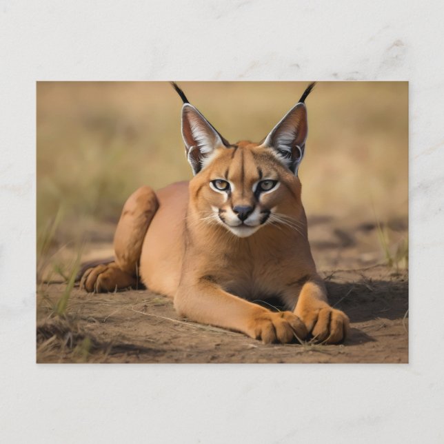 Caracal på savanna vykort (Framsida)