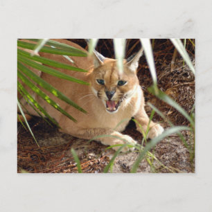 CaracalBCR047 Vykort