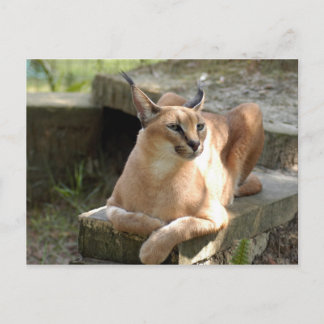 CaracalBCR055 Vykort