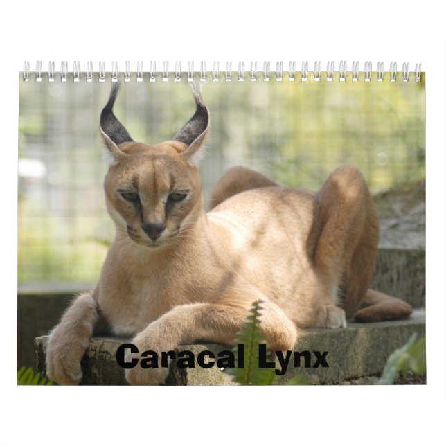 CaracalBCR058 Caracal lodjur Kalender (Omslag)