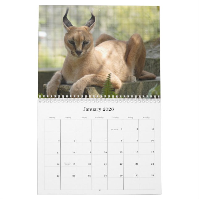 CaracalBCR058 Caracal lodjur Kalender (Jan 2026)