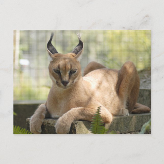 CaracalBCR058 Vykort (Framsida)