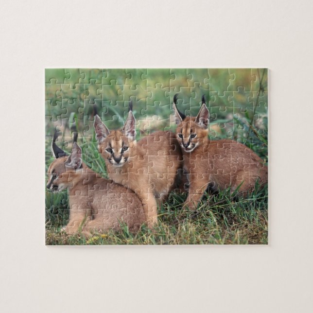 Caracals lekpussel pussel (Horisontell)