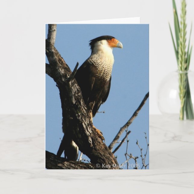 CARACARA-1-04 KORT (Framsida)