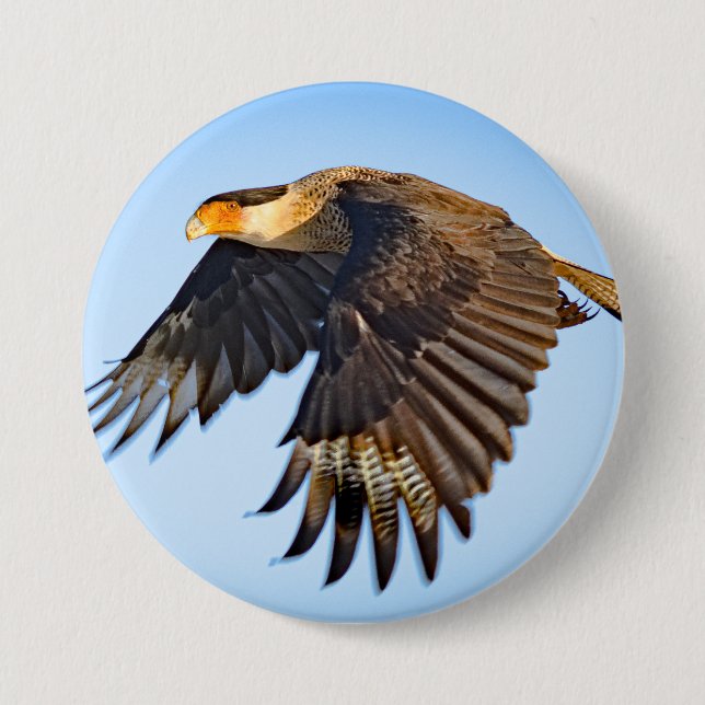 "Caracara Flight" Button Knapp (Framsida)
