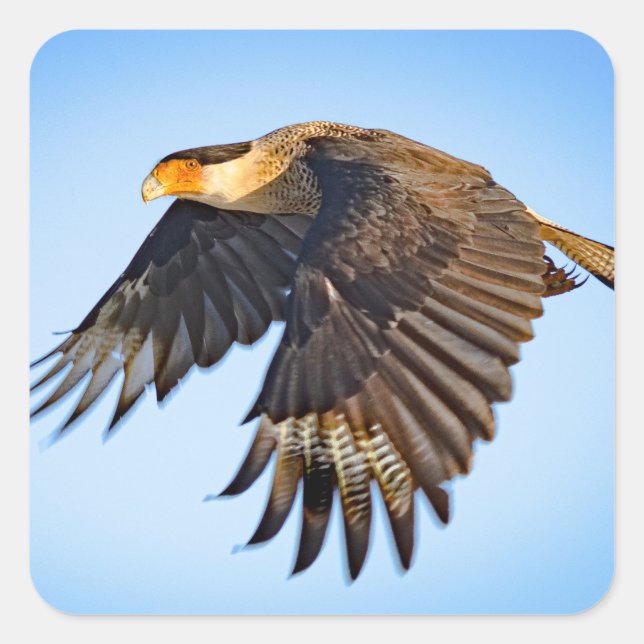 "Caracara Flight"  Fyrkantigt Klistermärke (Framsida)