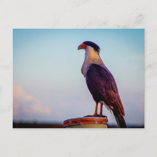 Caracara, Kissimmee Prairie State Park, Florida Vykort