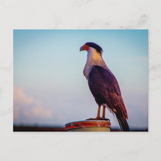 Caracara, Kissimmee Prairie State Park, Florida Vykort (Framsida)