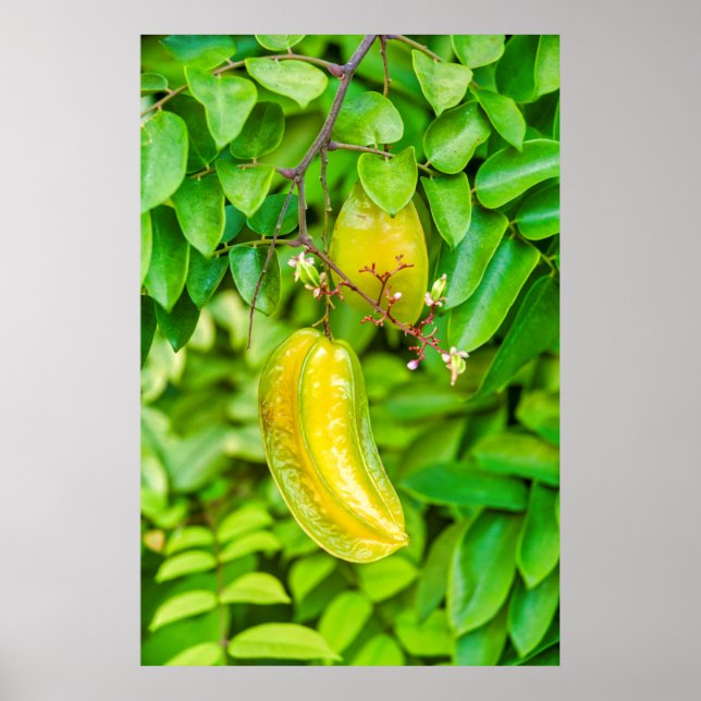 Carambola Poster (Framsidan)