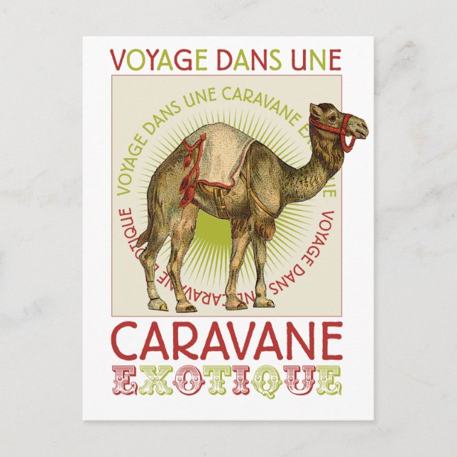 Caravan Camel Vykort (Framsida)