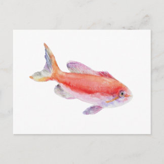 Carberryi Anthias Fish Watercolor Illustration Vykort