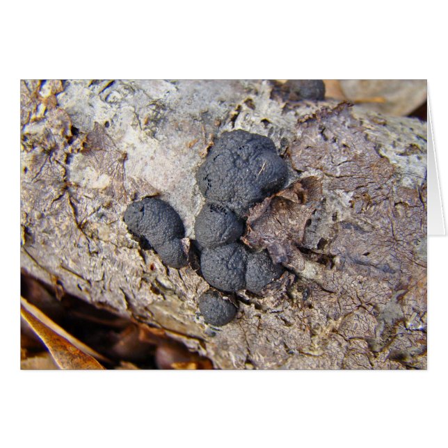 Carbon Bollar (Daldinia concentrica) Svampar Hälsningskort (Framsidan Horizontal)