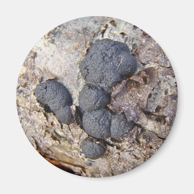 Carbon Bollar (Daldinia concentrica) Svampar Magnet (Framsidan)