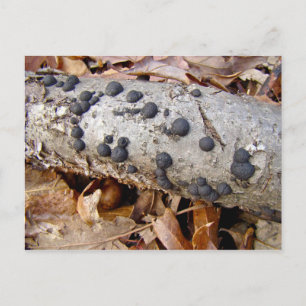 Carbon Bollar (Daldinia concentrica) Svampar Vykort