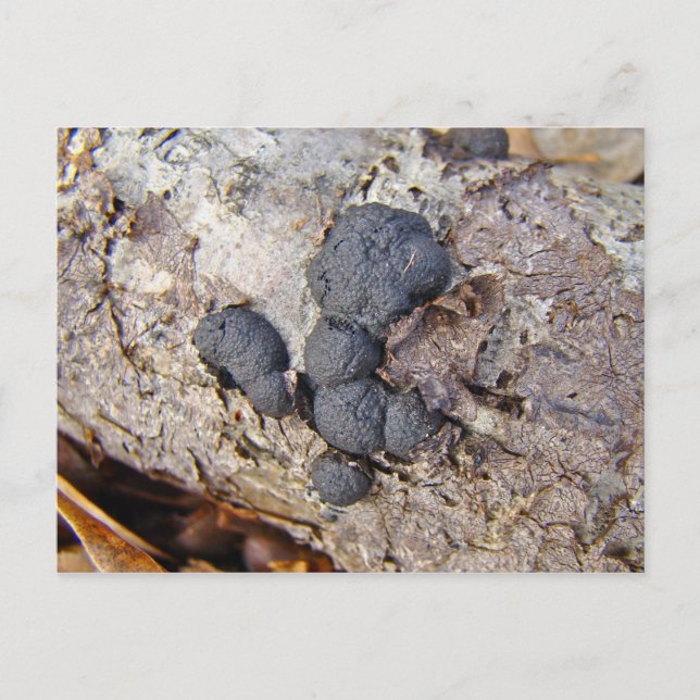 Carbon Bollar (Daldinia concentrica) Svampar Vykort (Framsida)