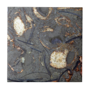 Carbonatesten med fossil kakelplatta