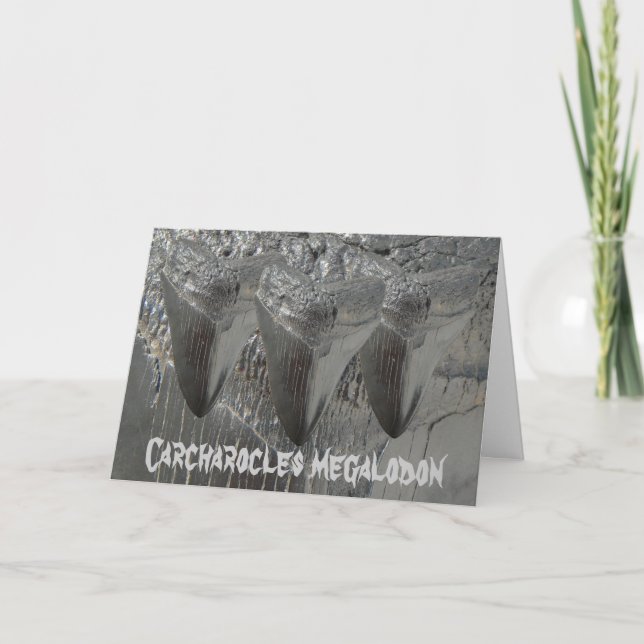 Carcharocles megalodon kort (Framsida)