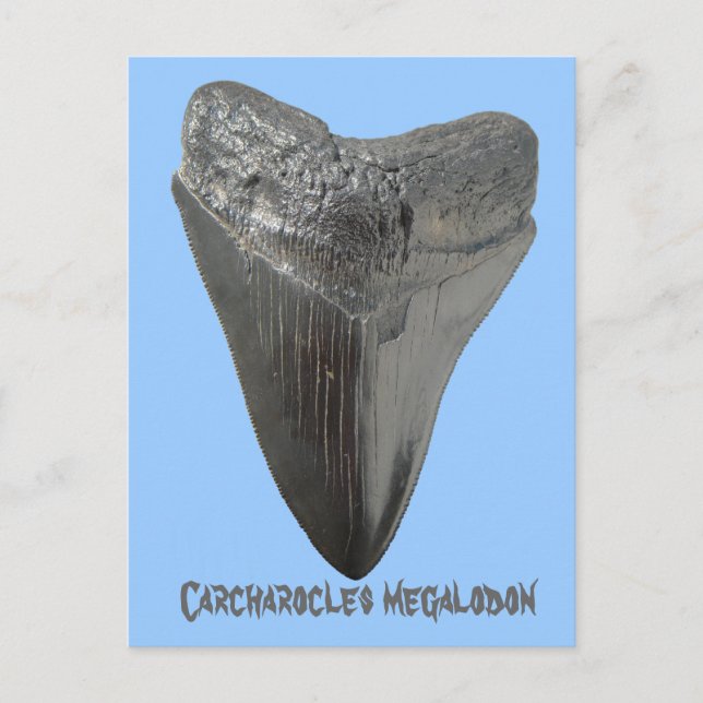 Carcharocles megalodon tandtand vykort (Framsida)