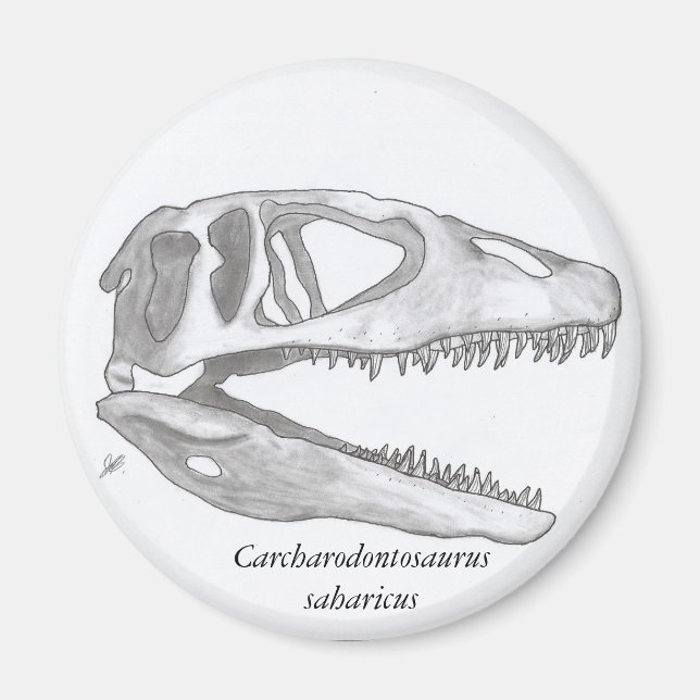 Carcharodontosaurus saharicus skallmagnet magnet (Framsidan)