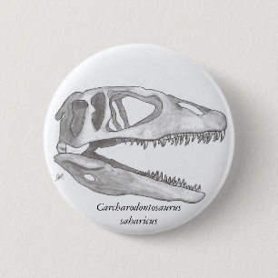 Carcharodontosaurussaharicusskallen knäppas knapp