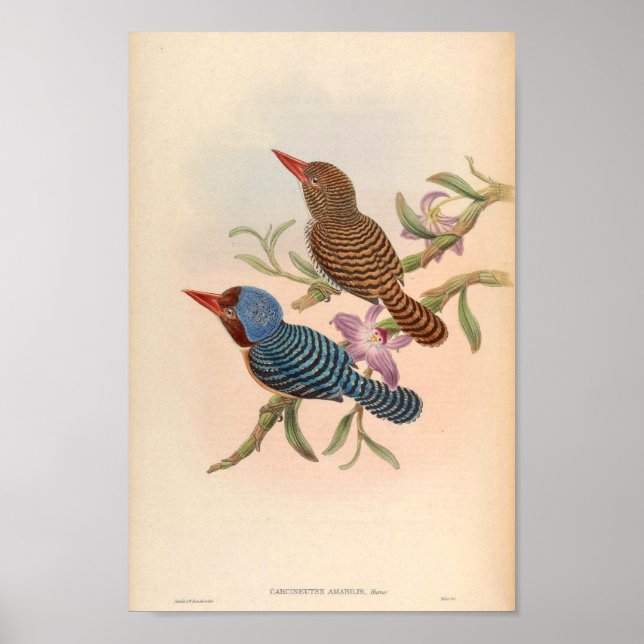 Carcineutes Amabilis Tenasserim Kingfisher Vintage Poster (Framsidan)