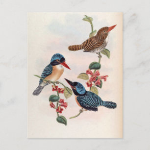 Carcineutes Melanops (Blue-Faced Kingfisher) Vykort