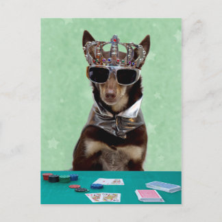 Card Shark Kung Vykort