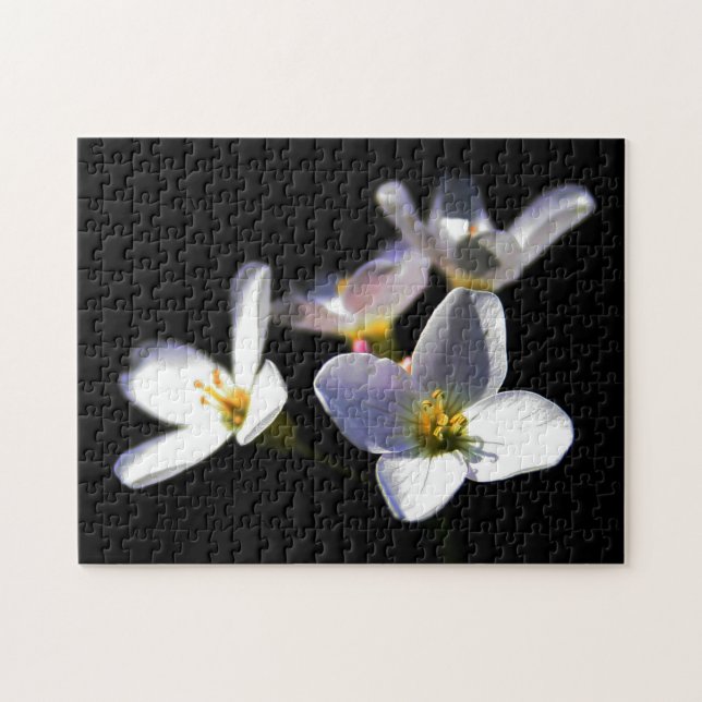 Cardamine Pratensis Flowers 11x14 252pc jpcna Pussel (Horisontell)