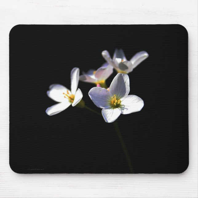 Cardamine Pratensis Flowers mpcna Musmatta (Framsidan)