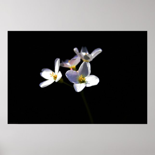 Cardamine Pratensis Flowers wapcna Poster (Framsidan)