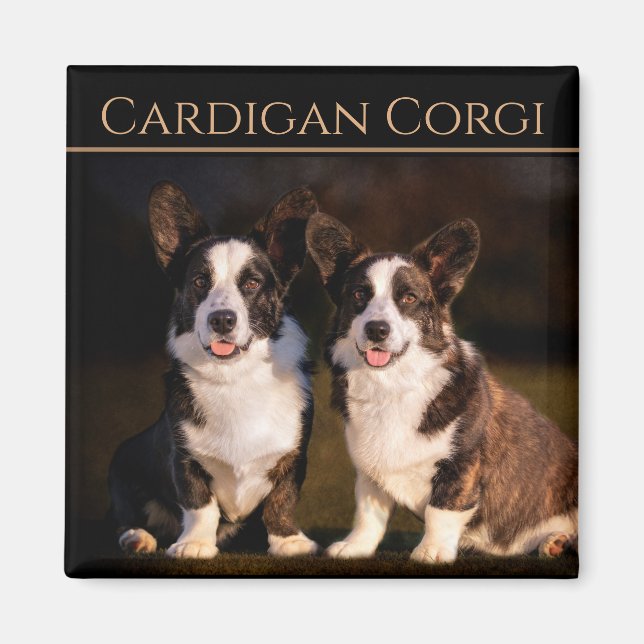 Cardigan Welsh Corgi Magnet (Framsidan)