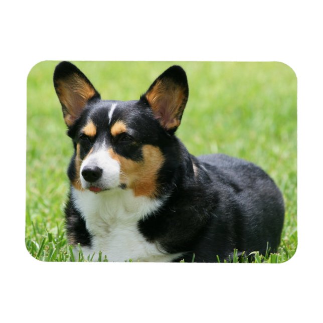 Cardigan Welsh Corgi Magnet (Horisontell)