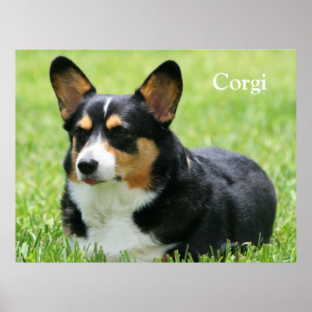 Cardigan Welsh Corgi Poster (Framsidan)