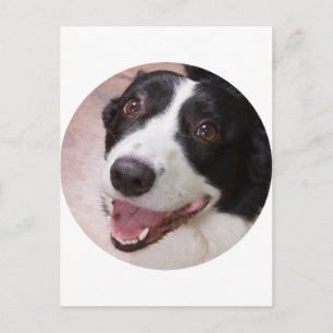 Cardigan Welsh corgi Vykort
