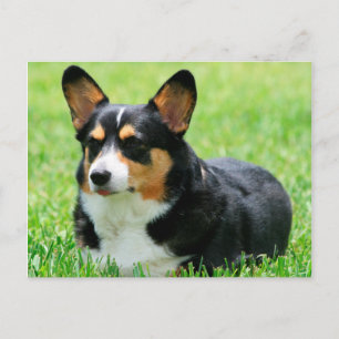 Cardigan Welsh Corgi Vykort