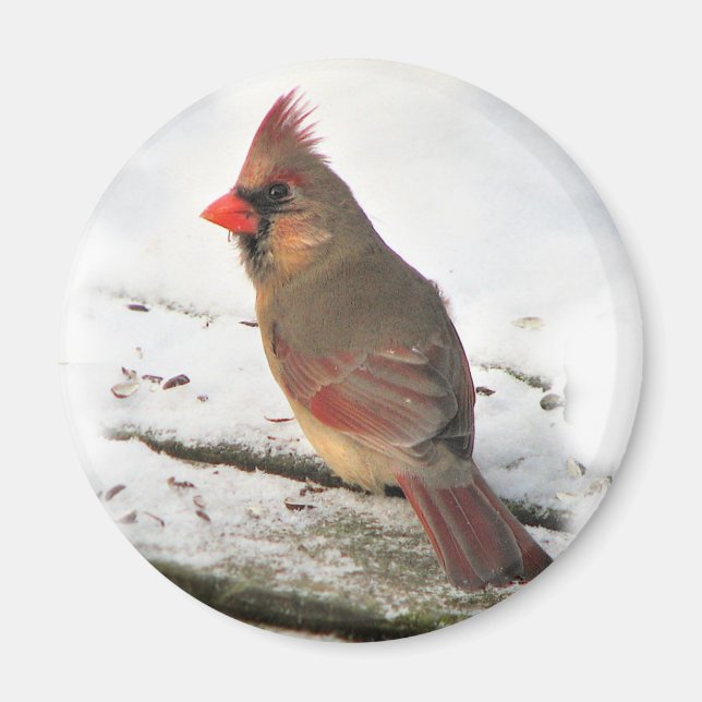 Cardinal Bird Magnet (Framsidan)