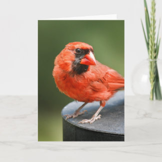Cardinal Cutie Kort