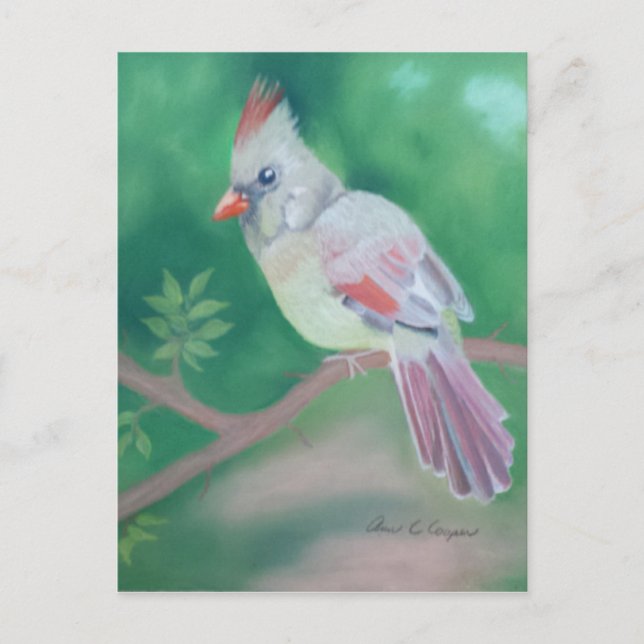 Cardinal Vykort (Framsida)