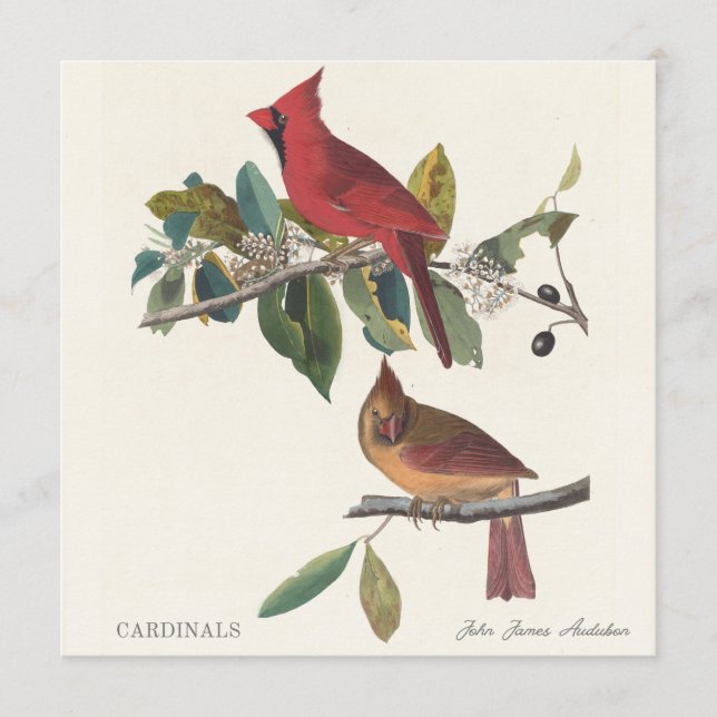 Cardinals by John James Audubon (Framsida)